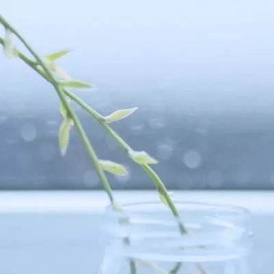 阴阳三国vip破解版下载